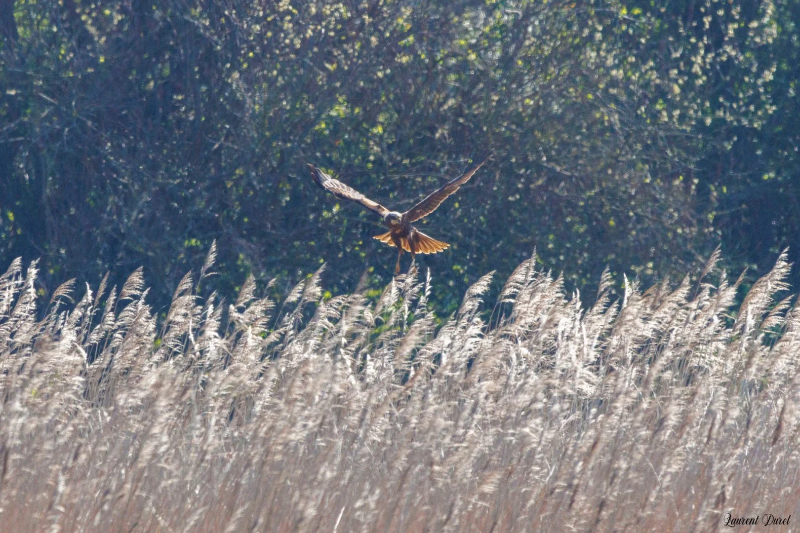 Busard-des-roseaux-1S6A3477-jpeg.jpg