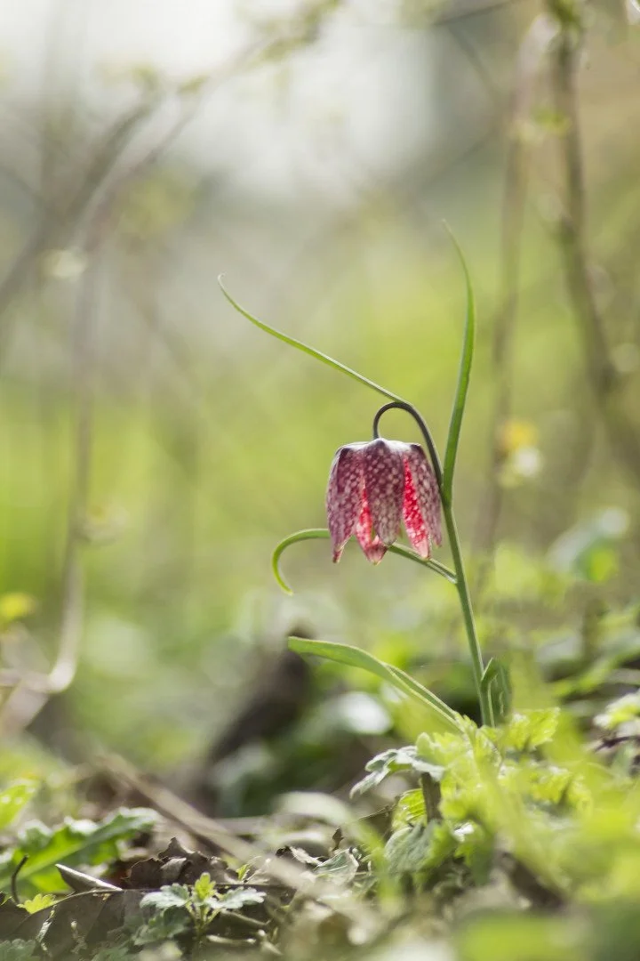 Fritilaire.jpg
