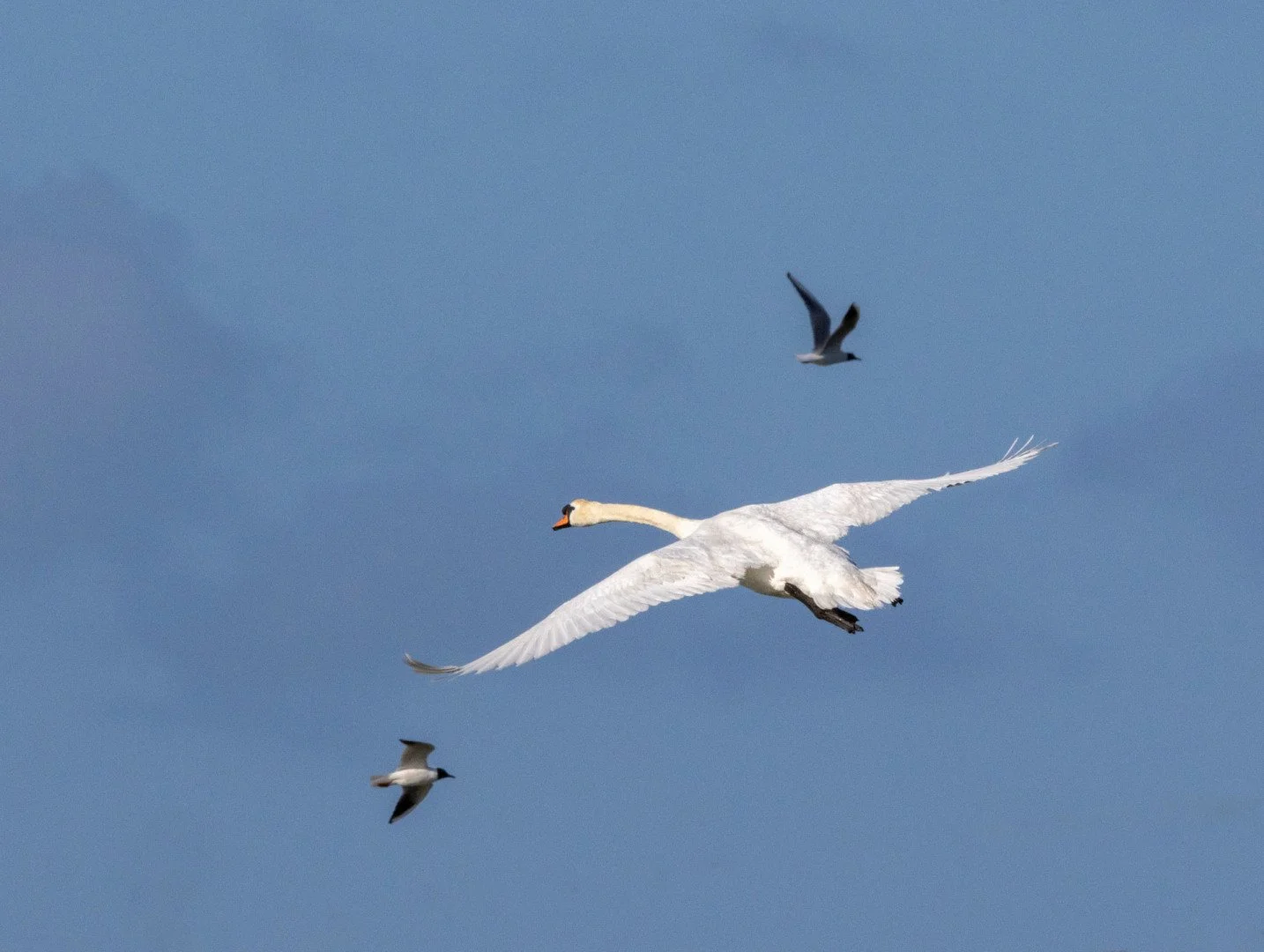 Cygne.jpg