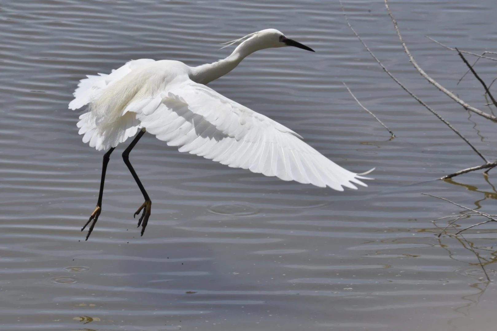 HM-Grande-aigrette-DSC_4963_01.jpg