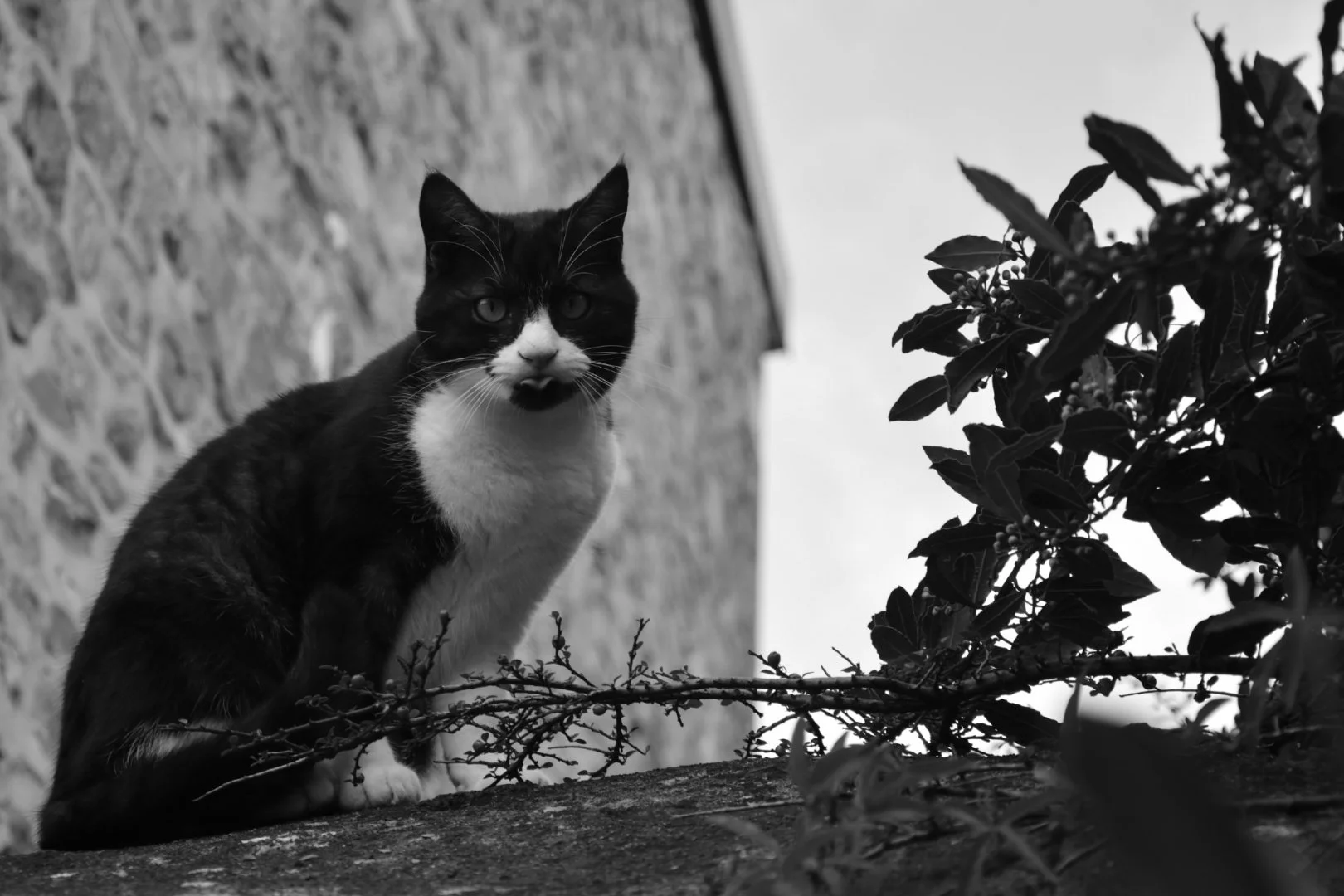 Chat-perché.jpg