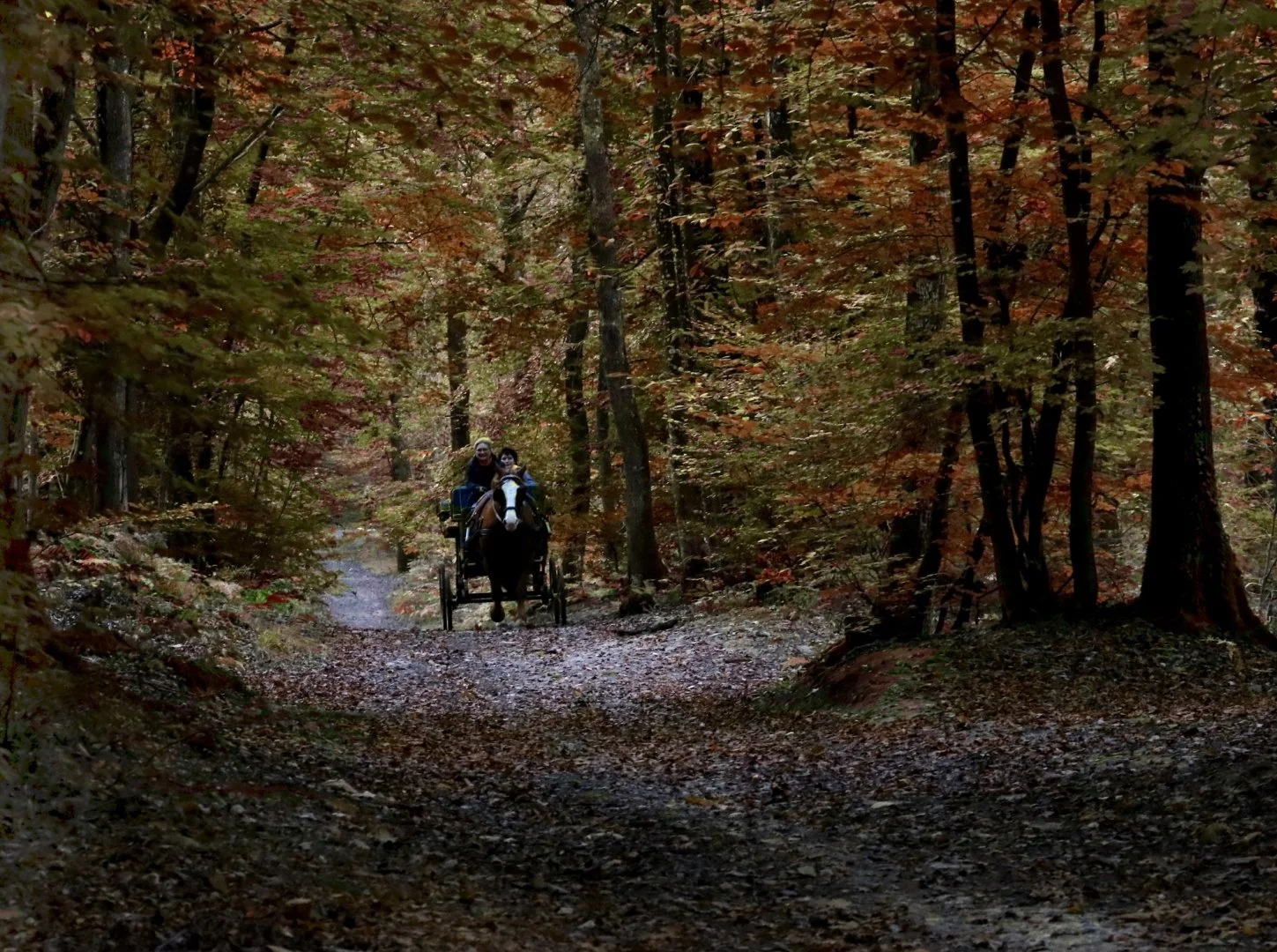 Rencontre-en-sous-bois.jpg
