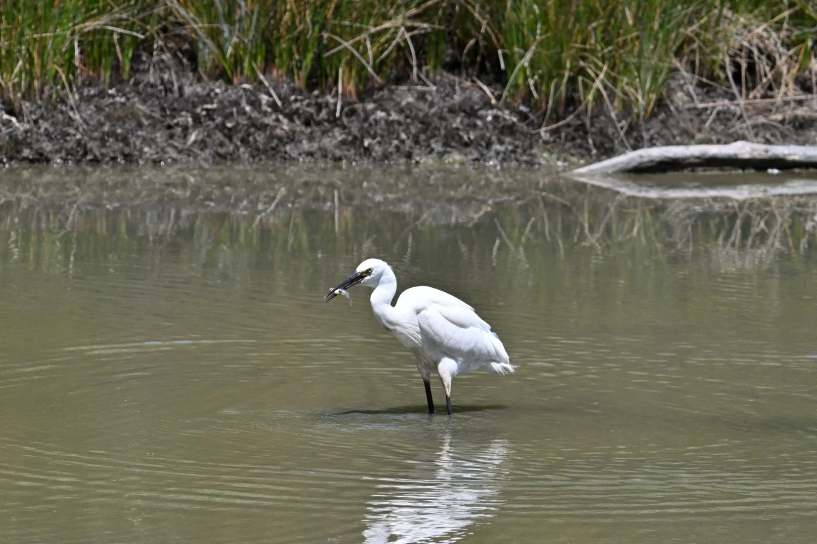 HM-Aigrette-garzette-Mod-340mm-S-Vit2500s-f10-ISO1100-Parc-du-Teich-DSC_3752.jpg