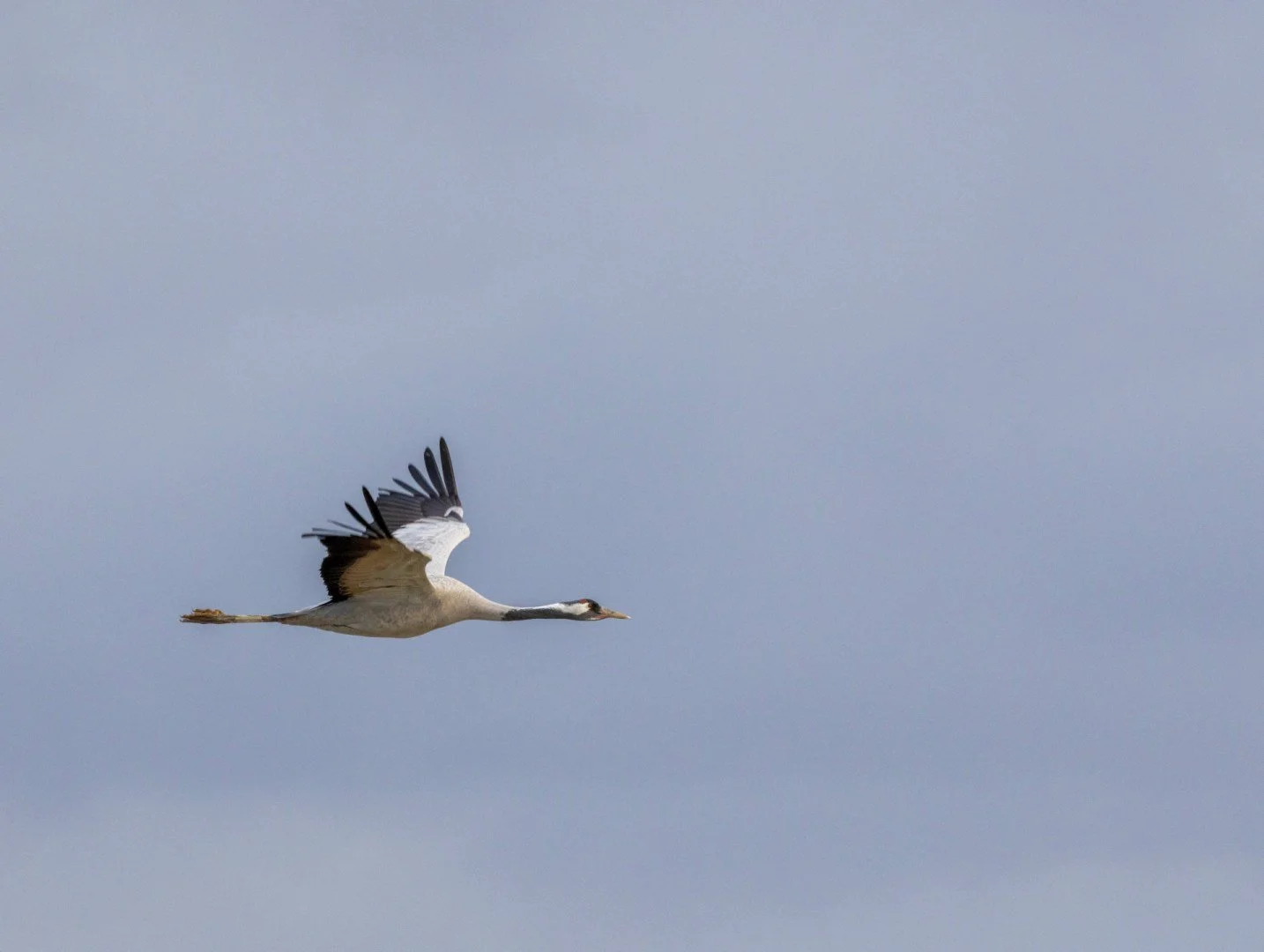 LD-11-23-grues-cendrees-11.jpg