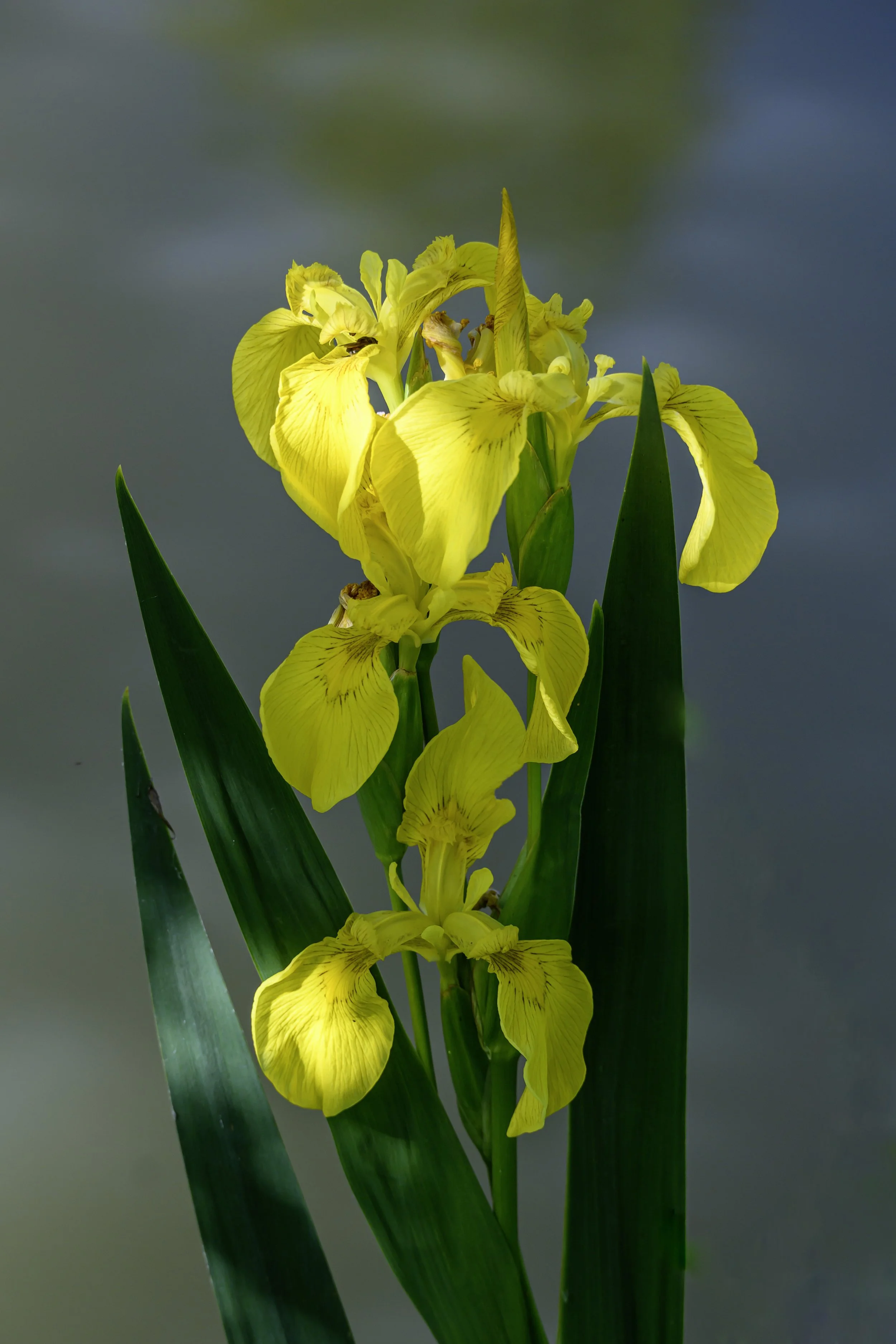 Fleur-au-bord-de-leau.jpg