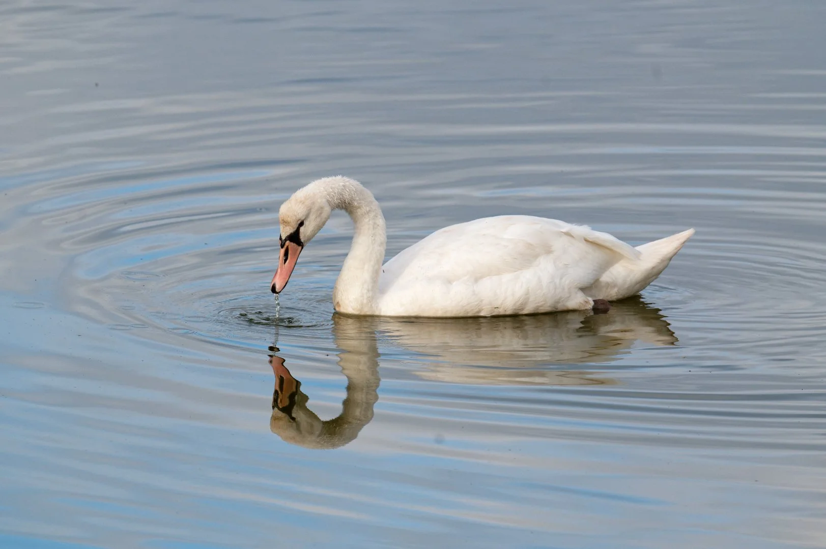 Cygne_01.jpg