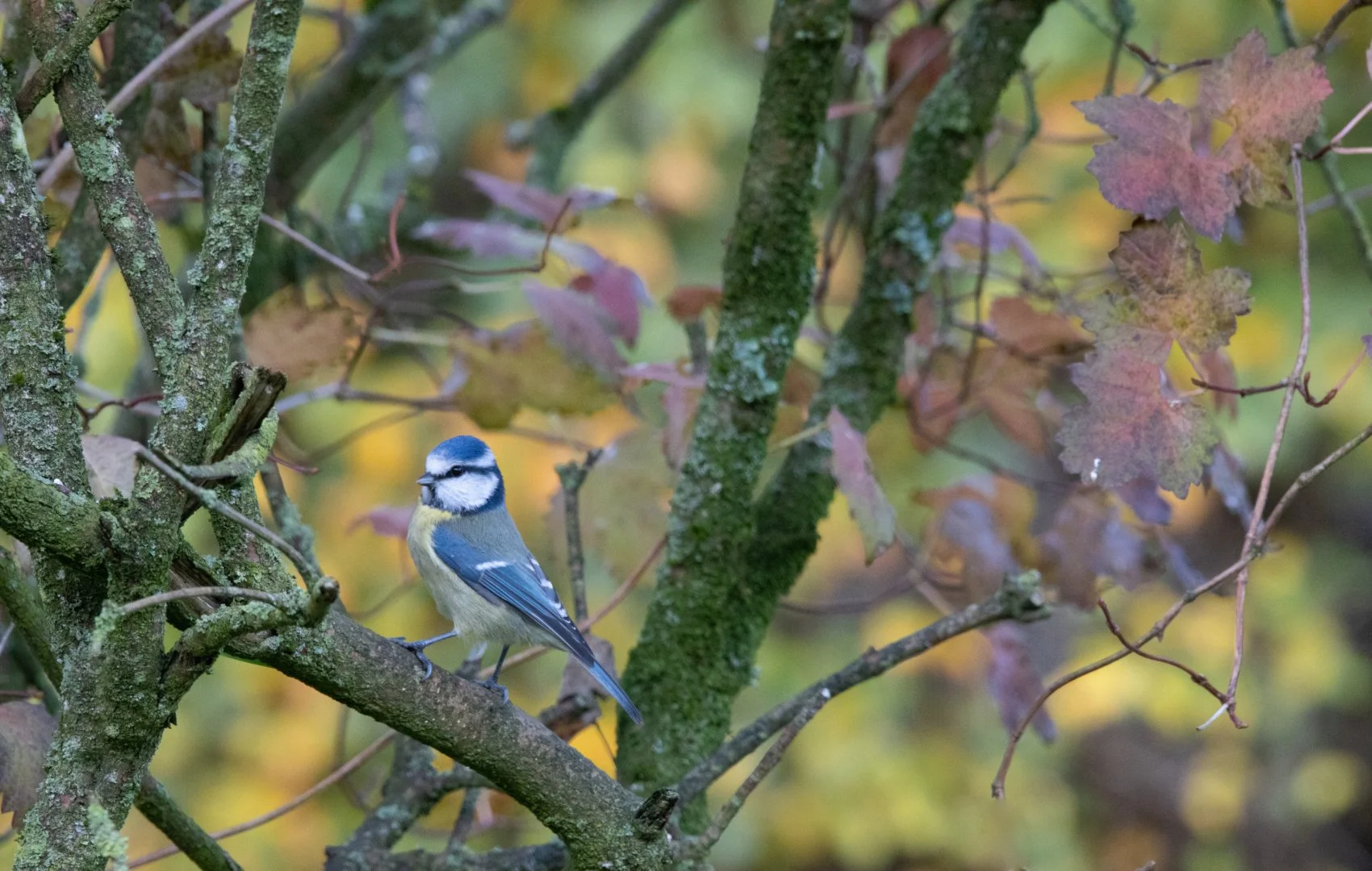 Mésange-bleue-.jpg