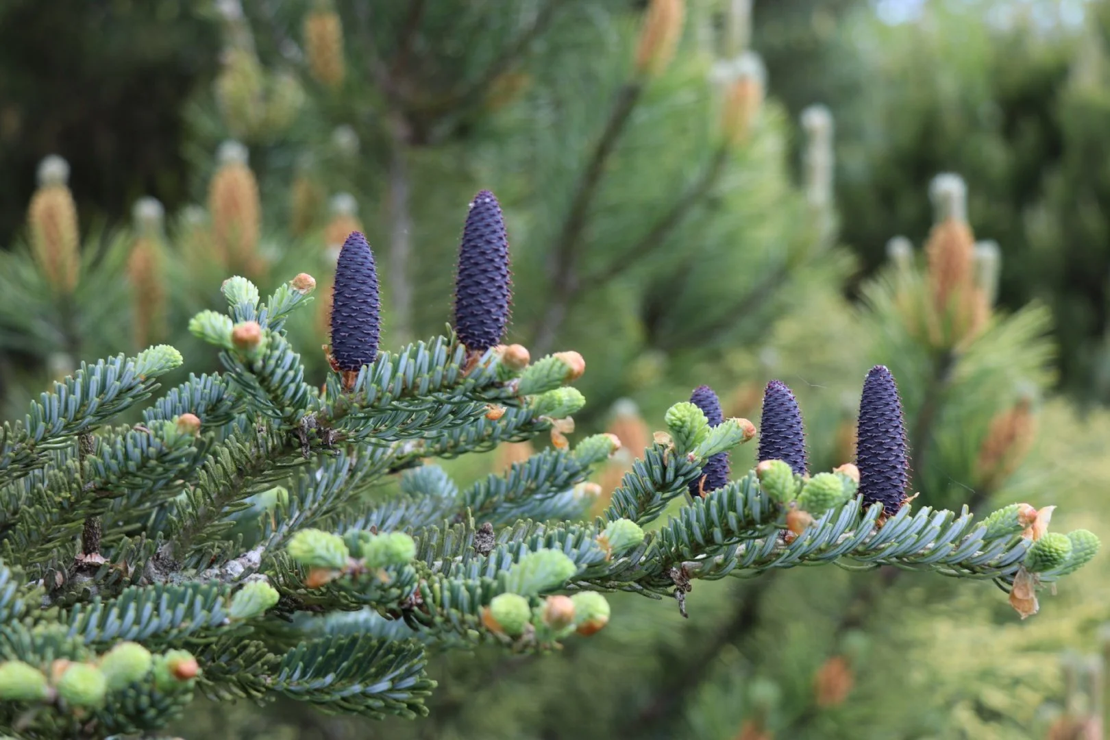 Sapin-de-Corée-Les-Renaudies.jpg