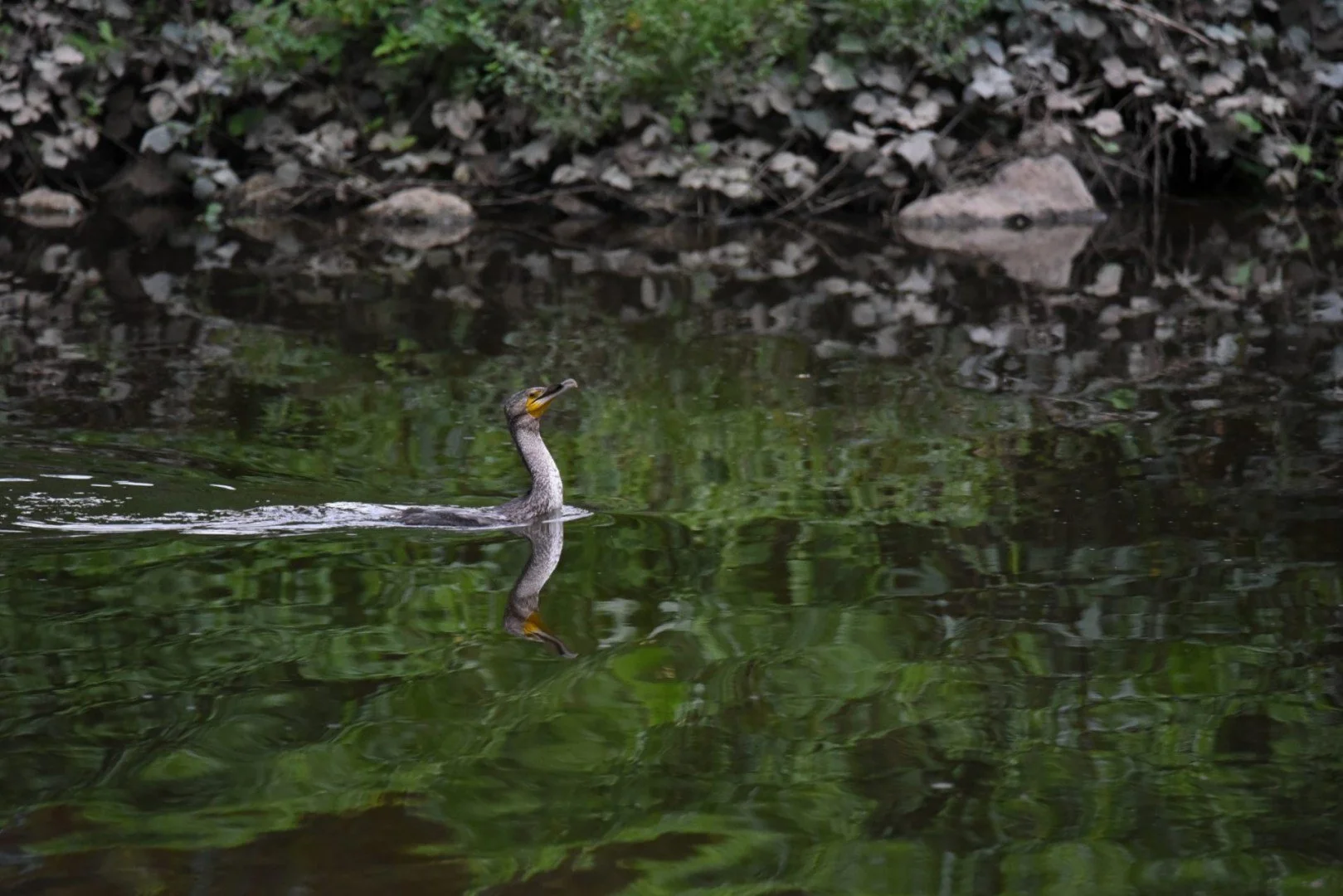 HM-Grand-Cormoran-Mod-500mm-S-Vit4000s-f6.3-ISO-6500-bord-de-la-Mayenne-DSC_0372.jpg