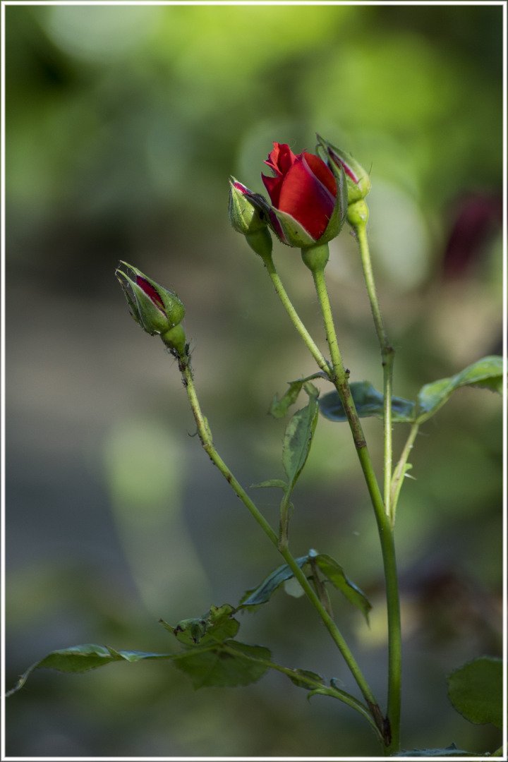 Roses-15.jpg