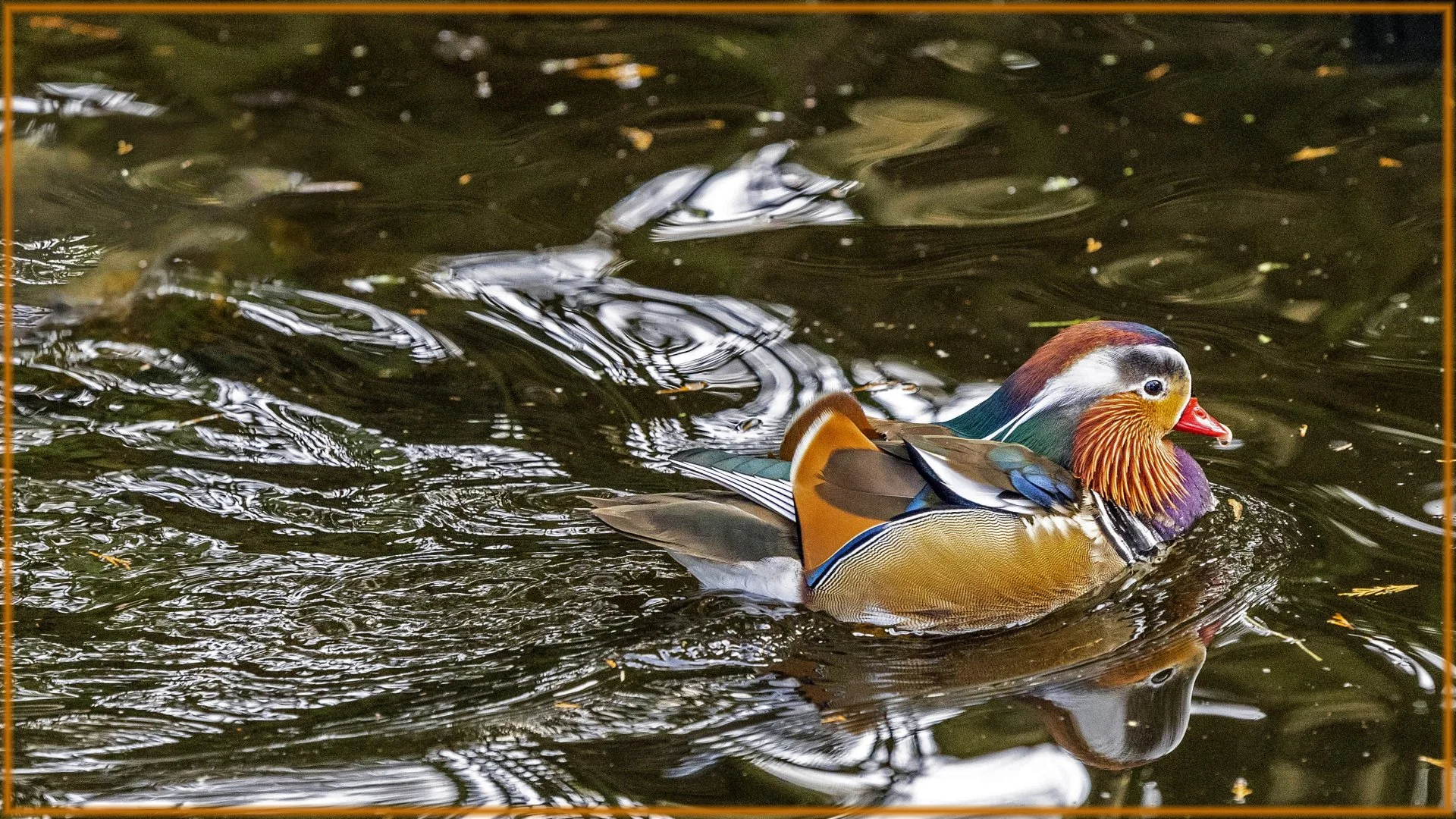 Mandarin-recherche-mandarine....jpg