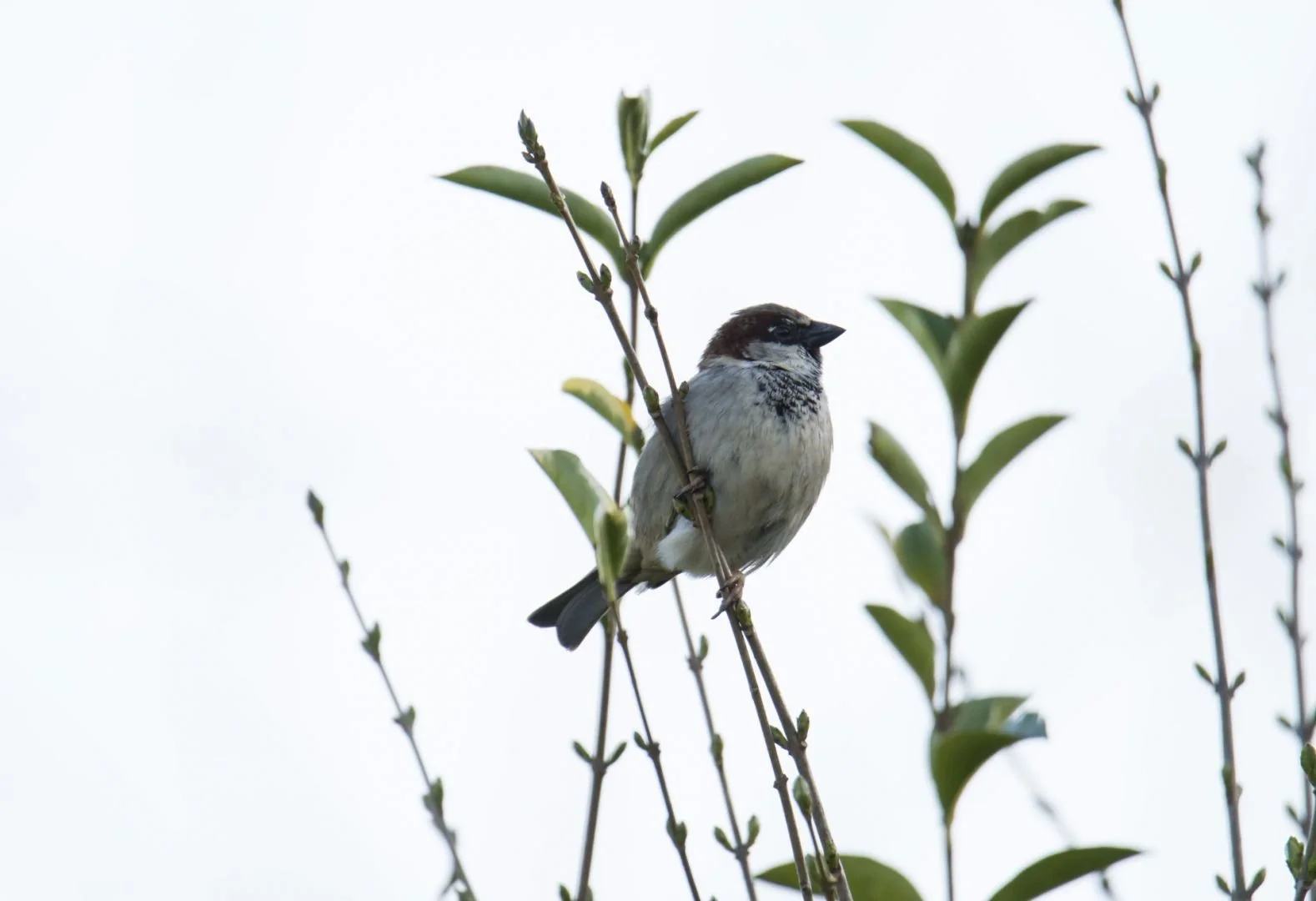 Moineau_03_F6_3_1-800sec_1600Iso_600mm.jpg
