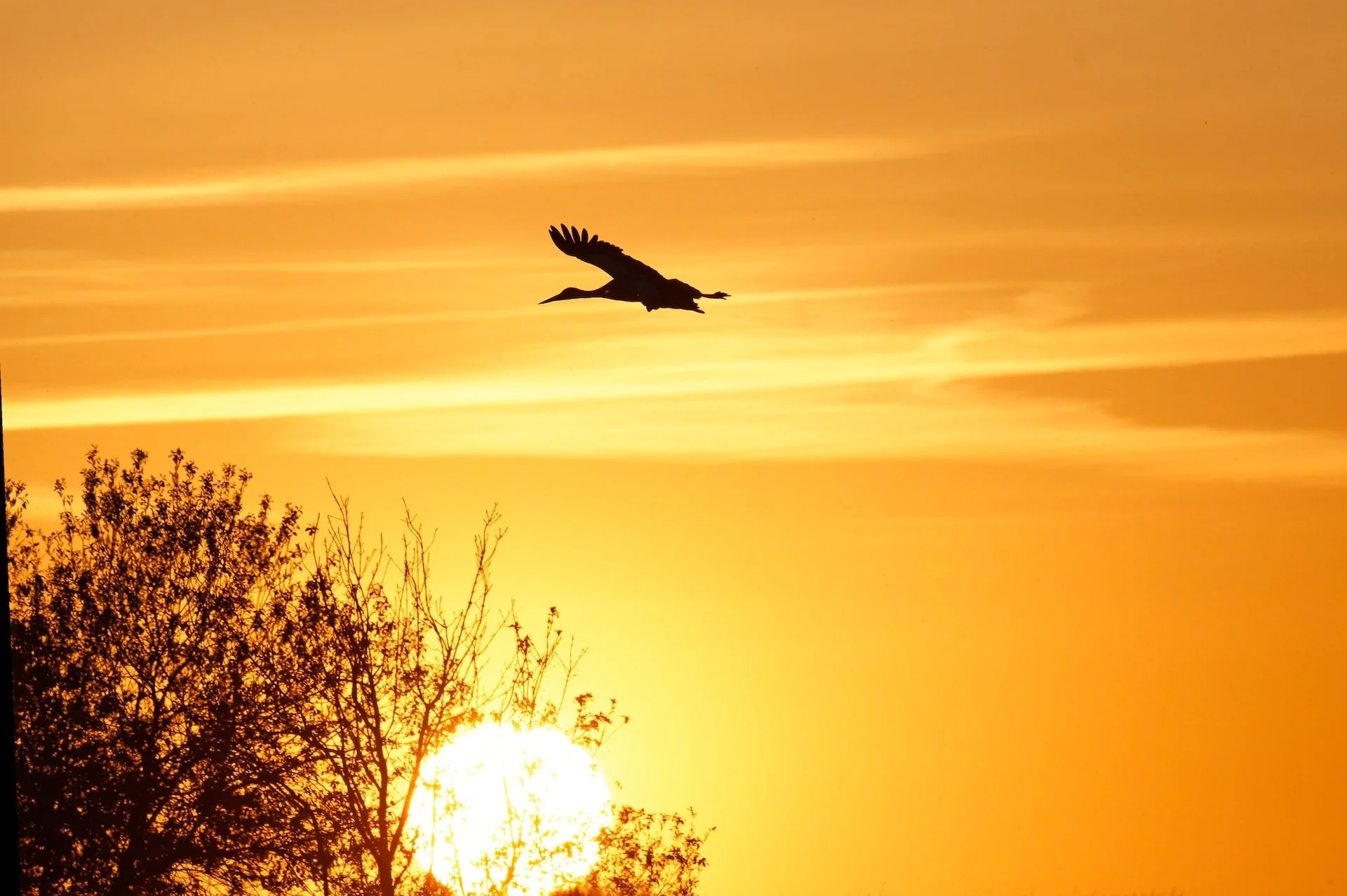Cigogne_En_Vol_03.jpg