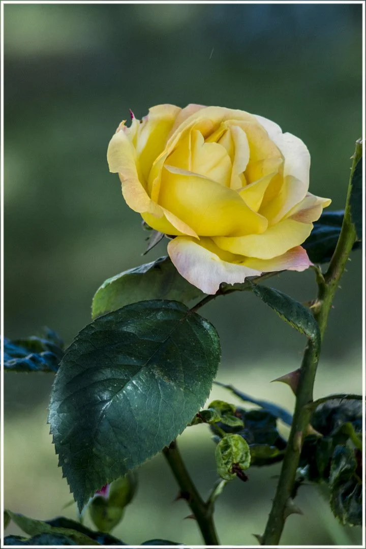 Roses-23.jpg