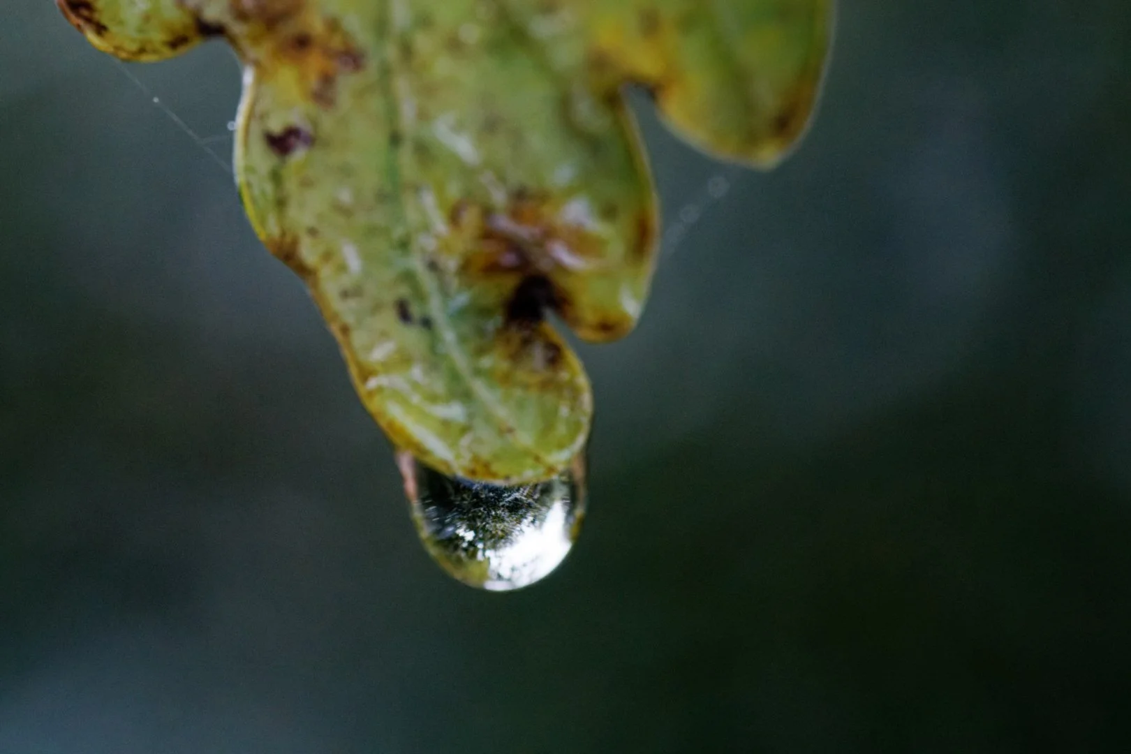 IMG_9068_DXO.jpg