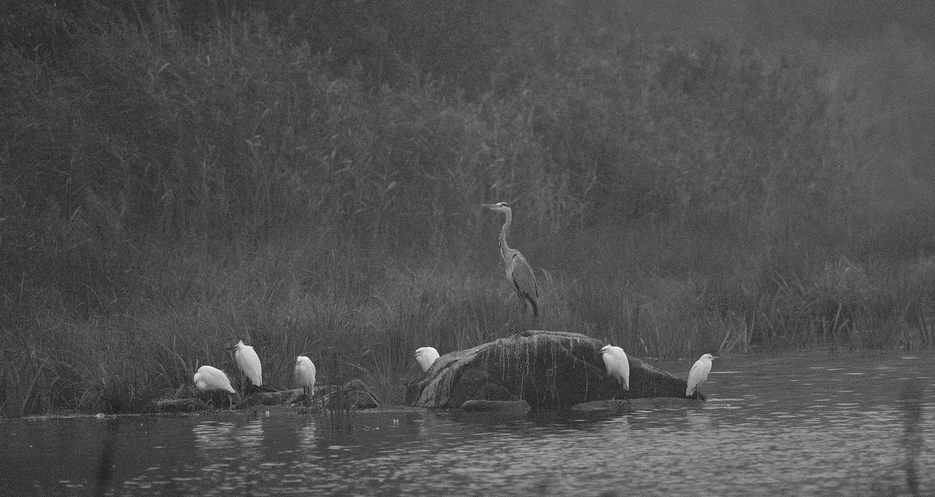 6-R.P.-.2021.10-Oiseaux-dans-le-brouillard-.jpg