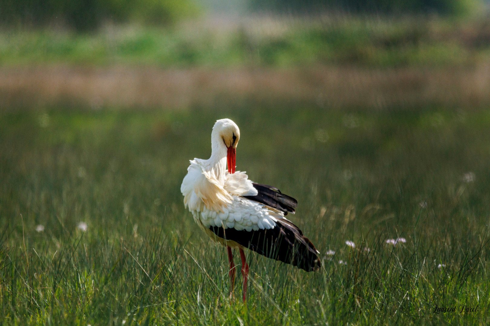 Cigogne-1S6A4112-jpeg.jpg