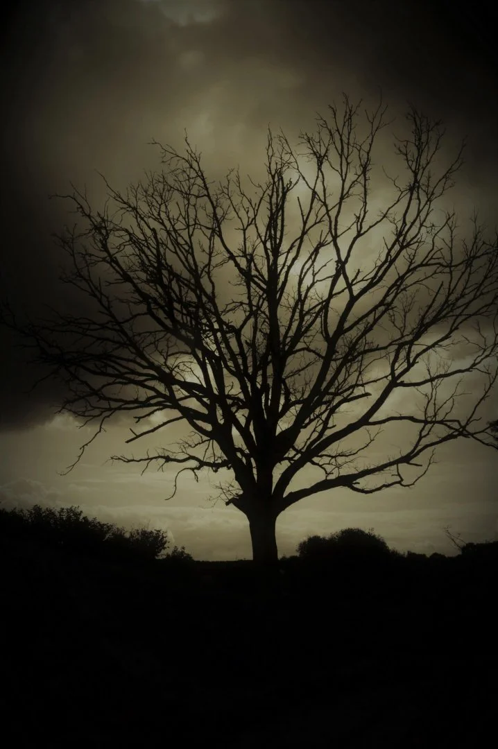 Arbre-mort-.jpg