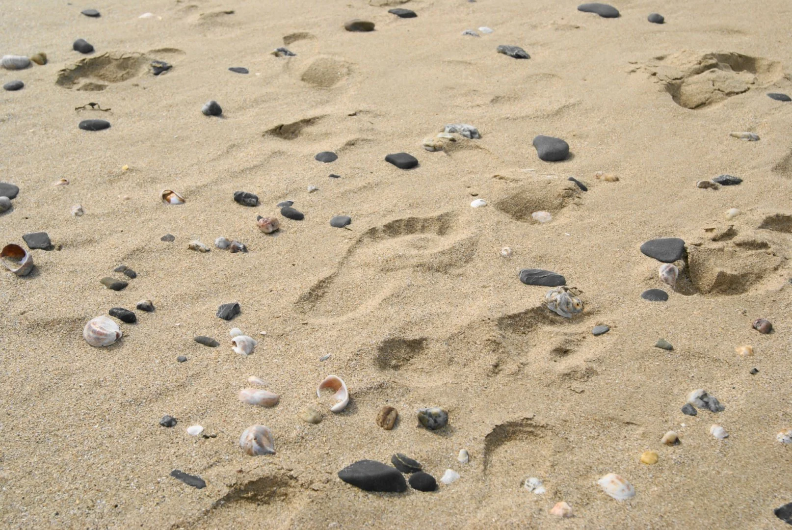 Sur-les-traces-de.jpg