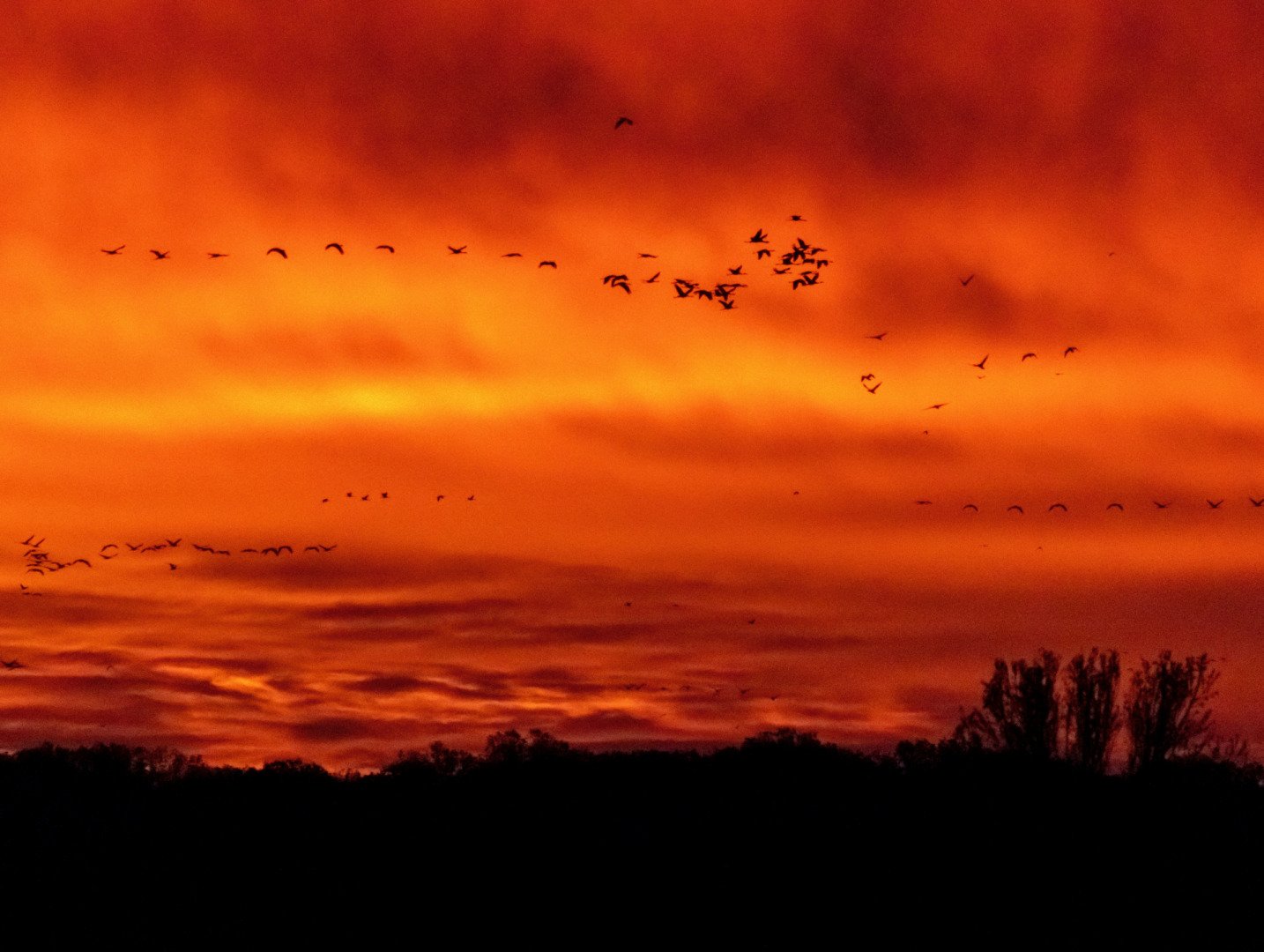 LD-11-23-grues-cendrees-21.jpg
