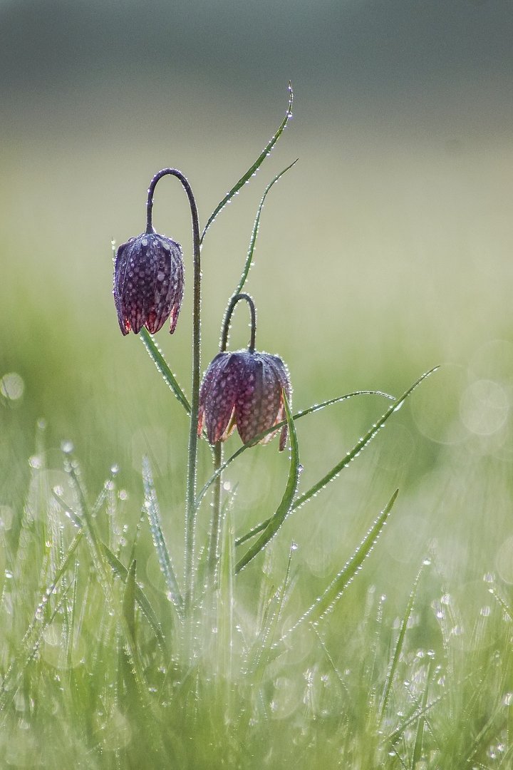 Fritillaires-2019-11.JPG