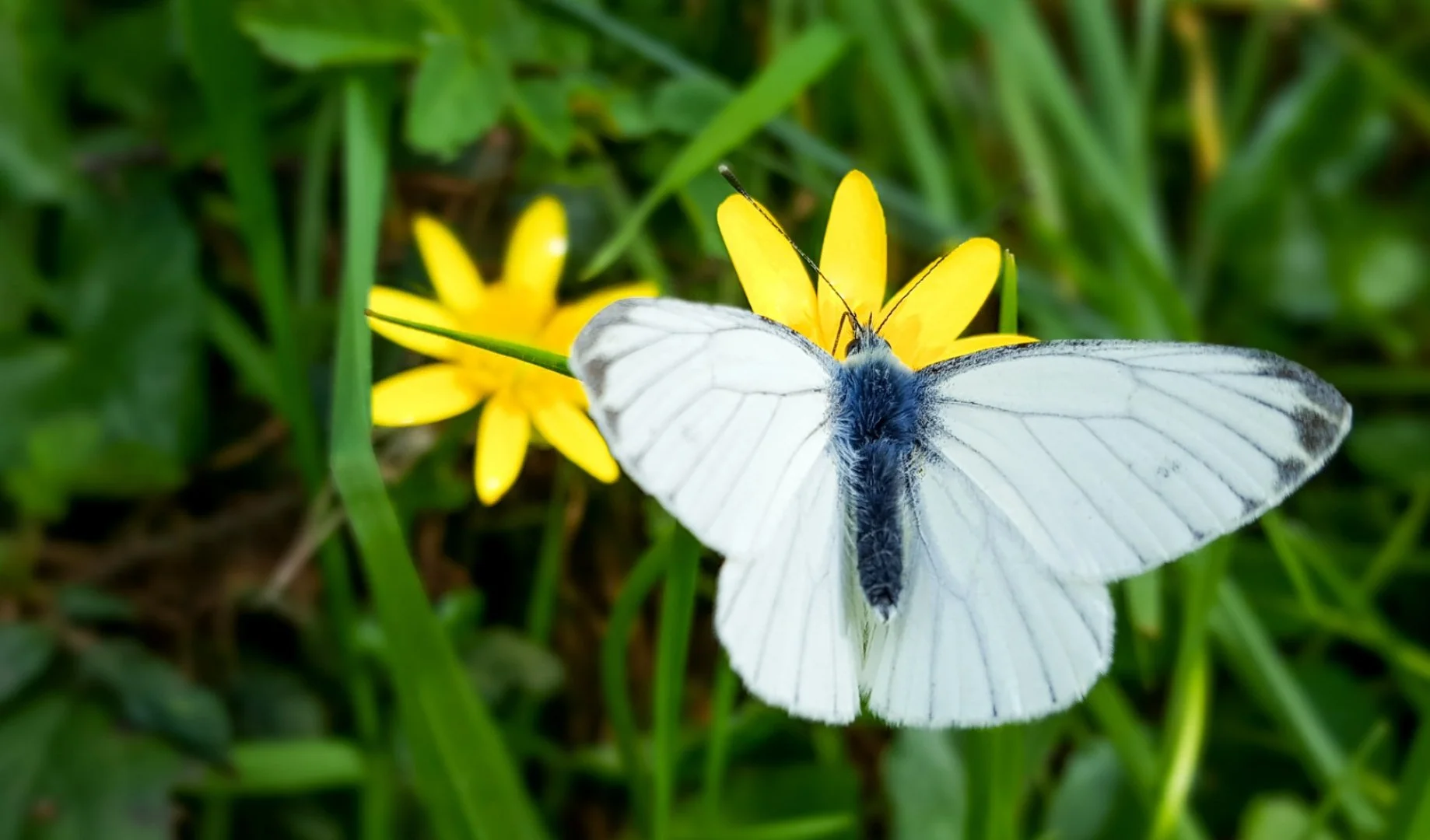 Papillon-blanc...-signe-de-beau-temps.jpg