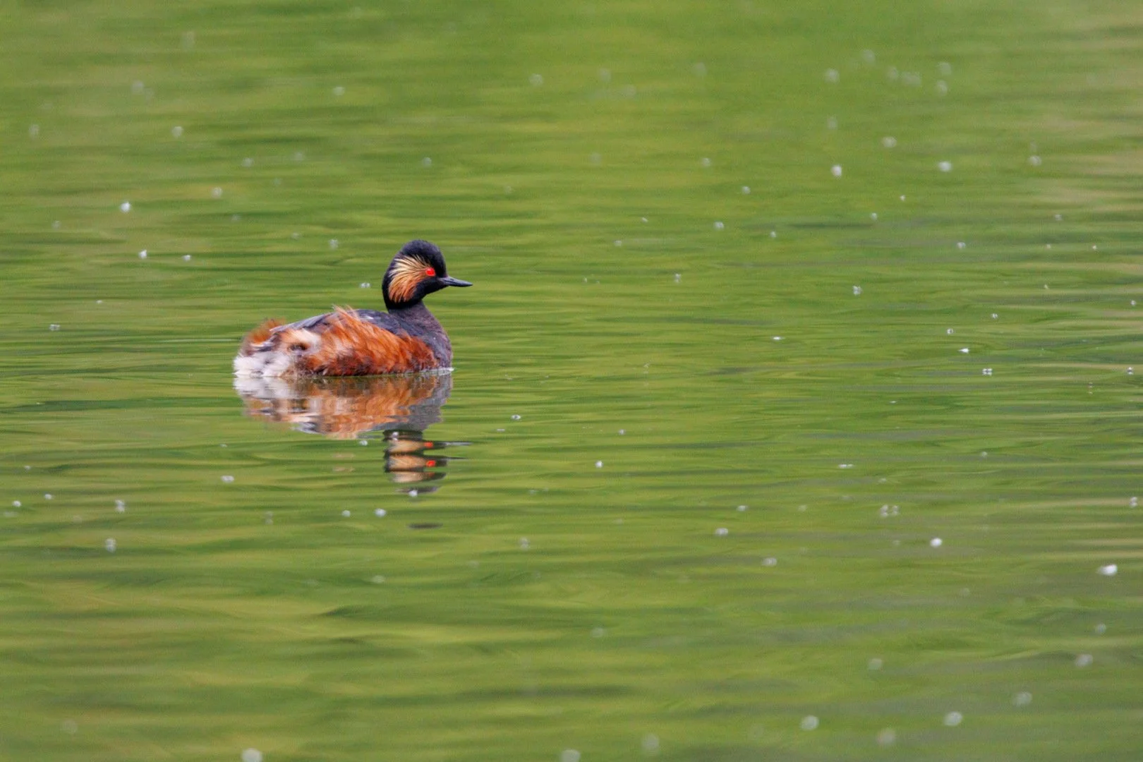 Grebe-a-cou-noir.jpg