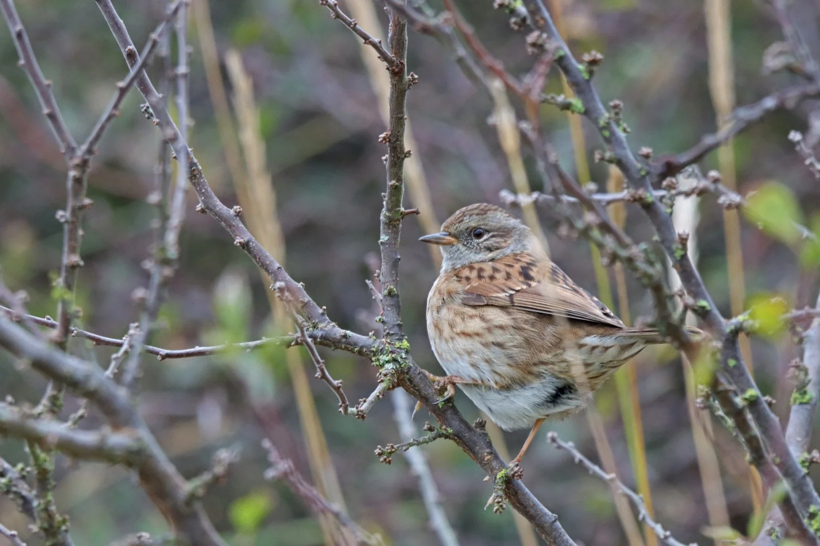 LD-7-1121-xxxx-F8-1-60eme-600mm-1600iso.jpg