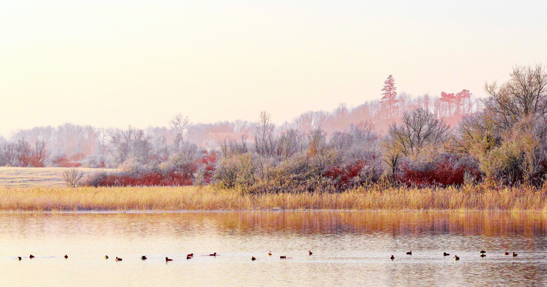 A-la-maniere-dune-impression-dart-paysage-japonais-Etang-de-Purais.jpg