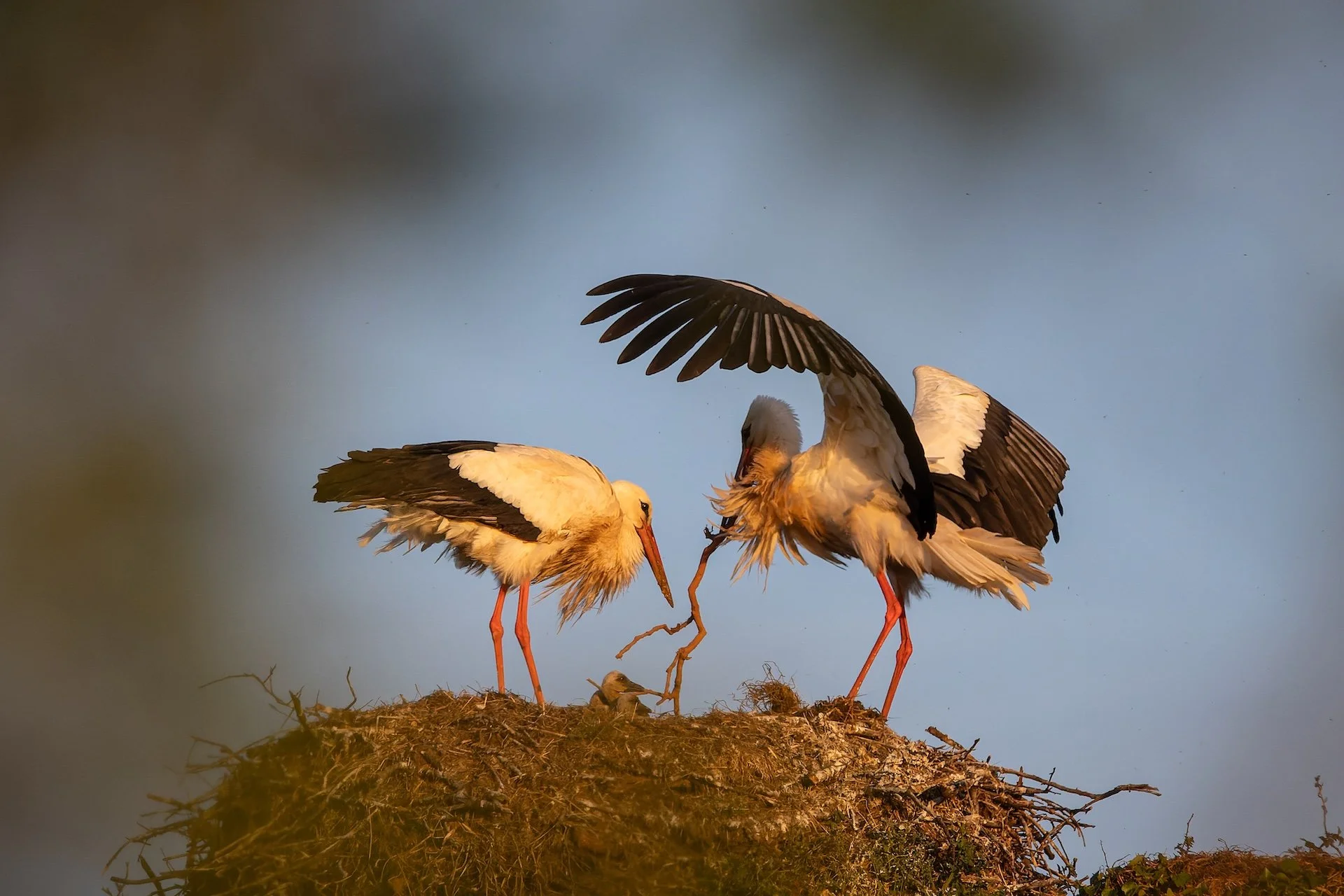 PF_04 26_Cigogne 4.jpg