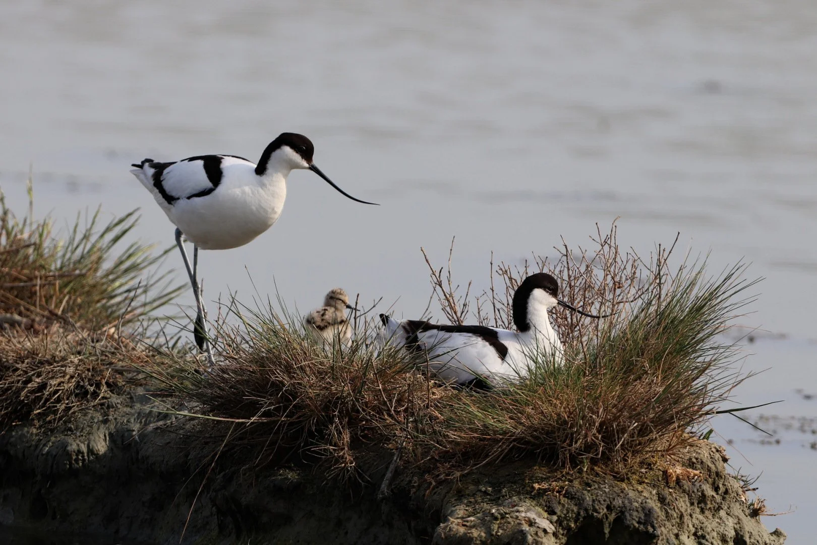 Avocettes.jpg