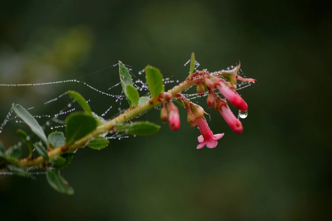Fleur-enguirlandée-.jpg