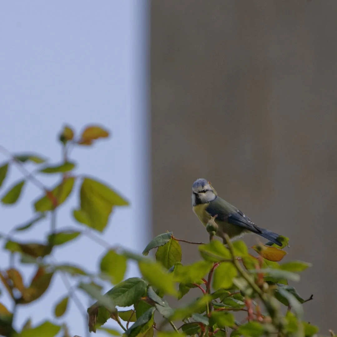 Mésange-bleue.jpg