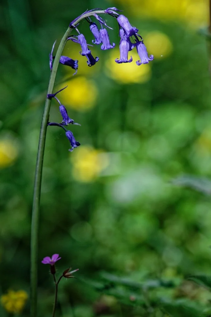 Jacinthe-sauvage.jpg