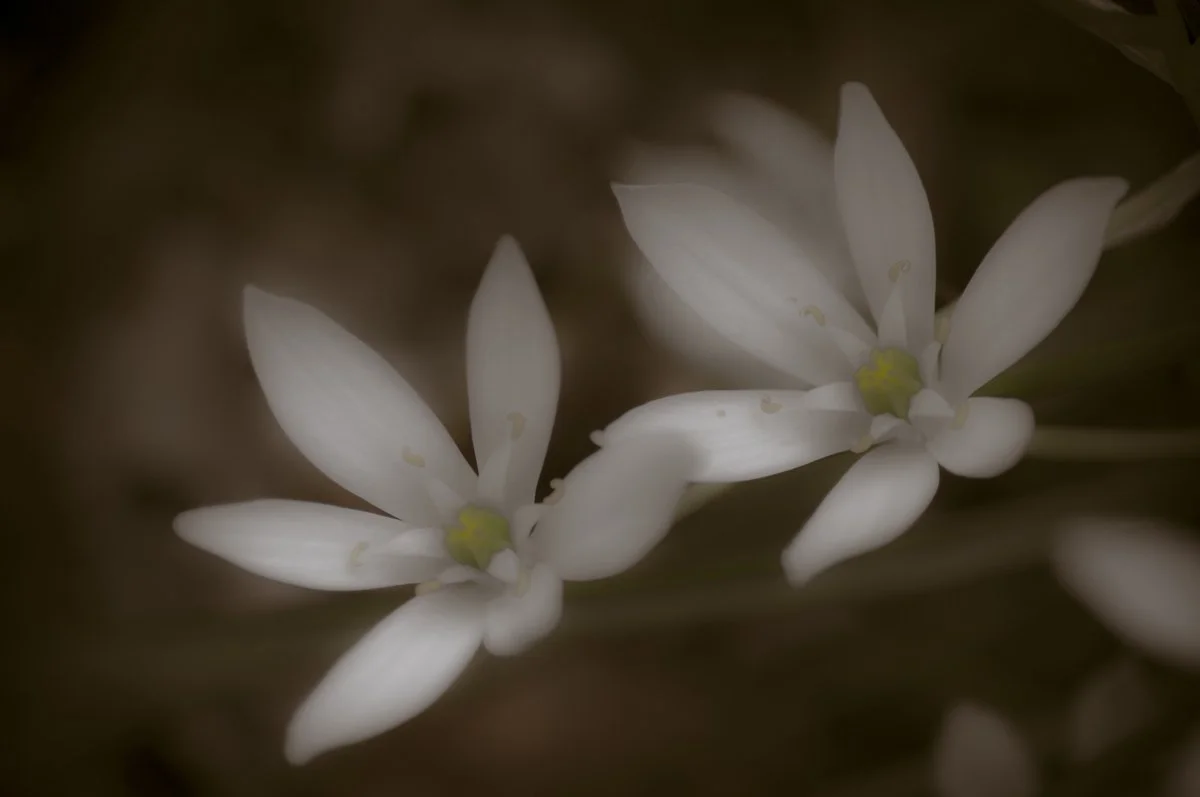Fleurs