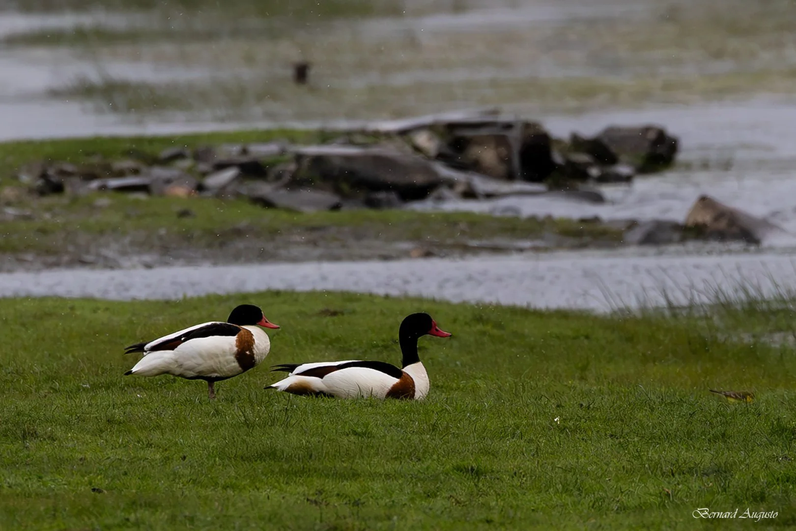 BA-09-04-25-Deux-tadornes-de-belon-a-Sougeal.jpg