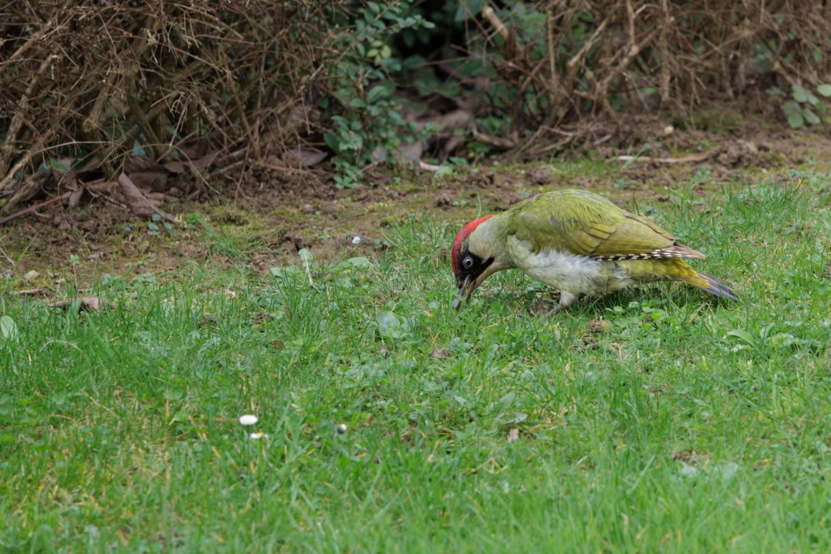 Dejeuner-du-pic-vert.jpg