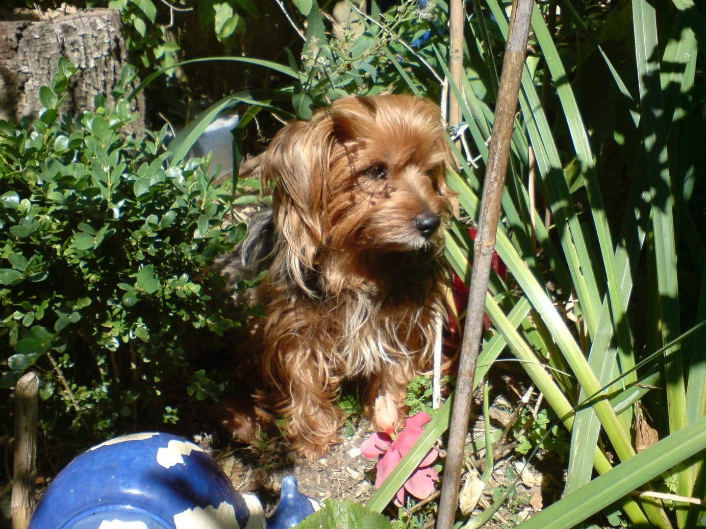Thierry-L-Chipie.JPG