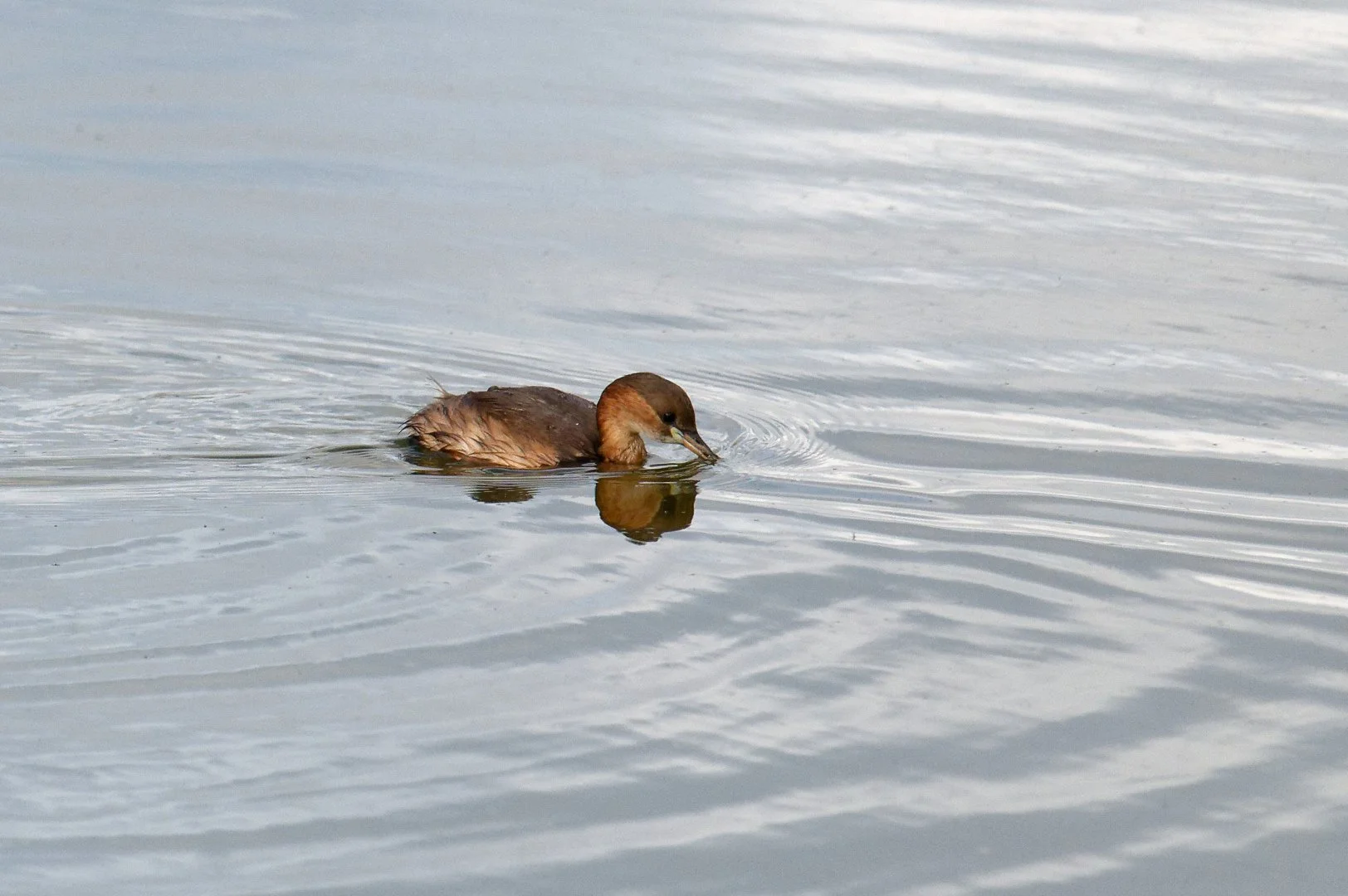 Grebe_Castagneux_02.jpg