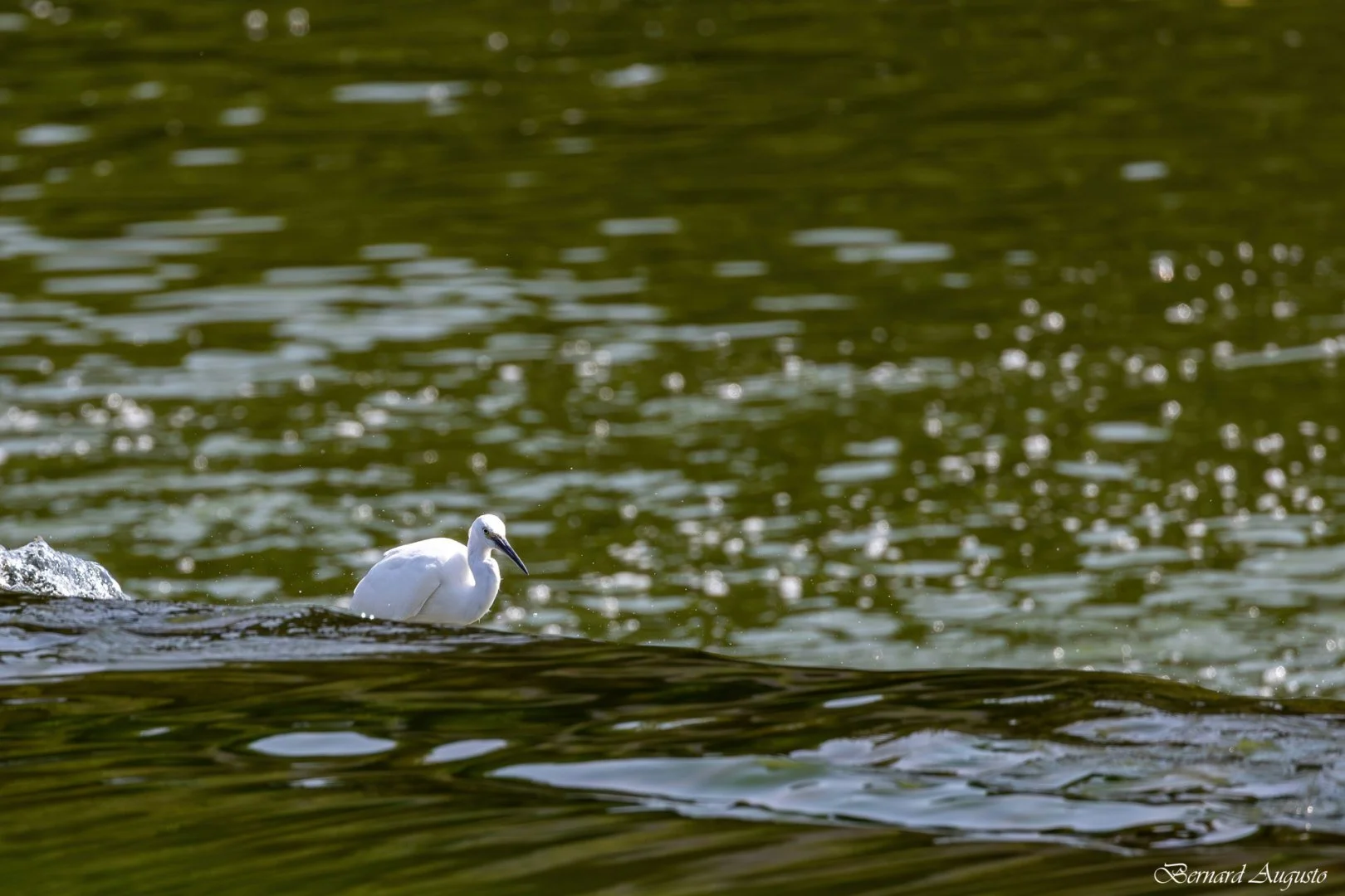 BA-Ete-2025-05-La-Benatre-une-aigrette-garzette.jpg