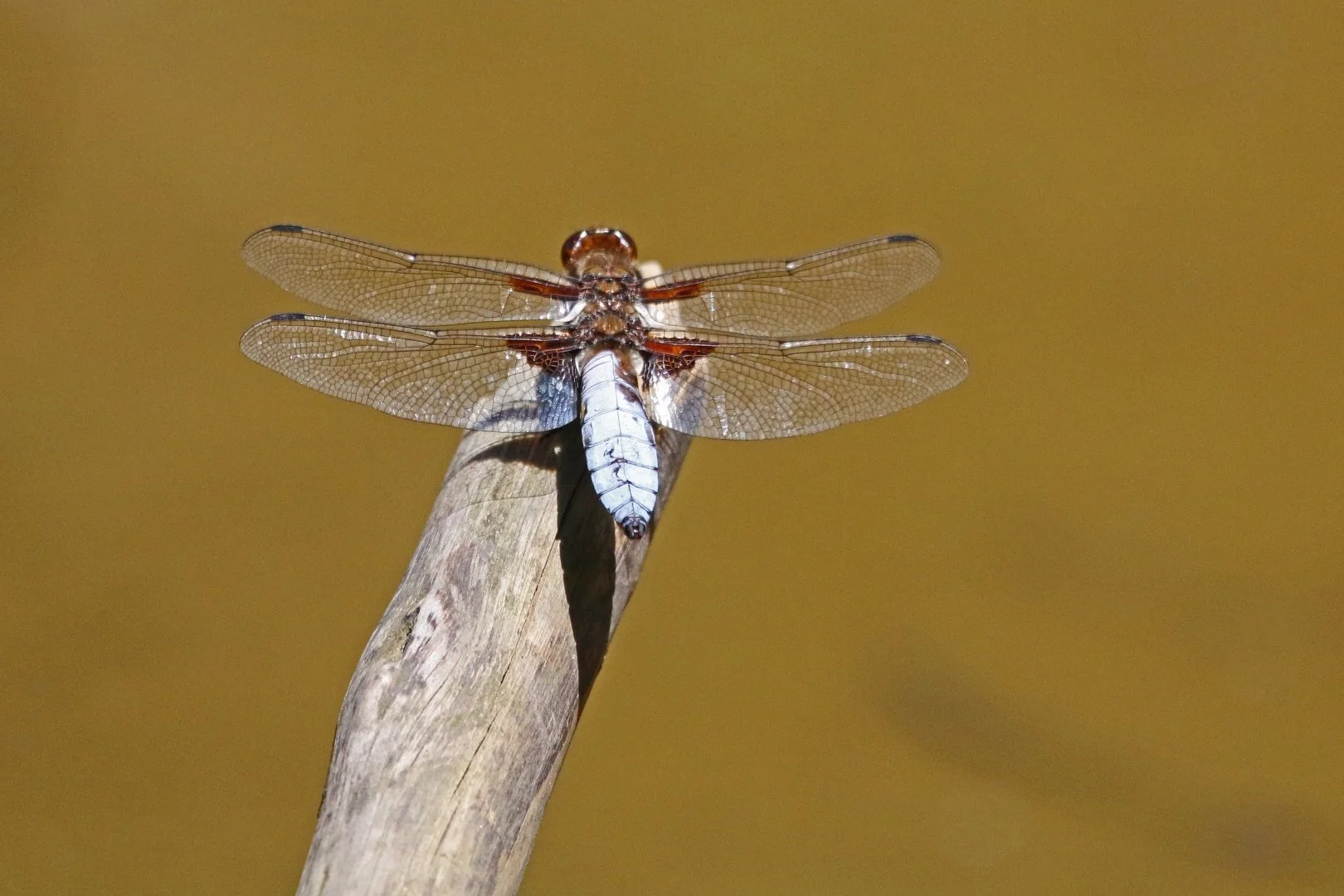 LD-RAMB04.JPG