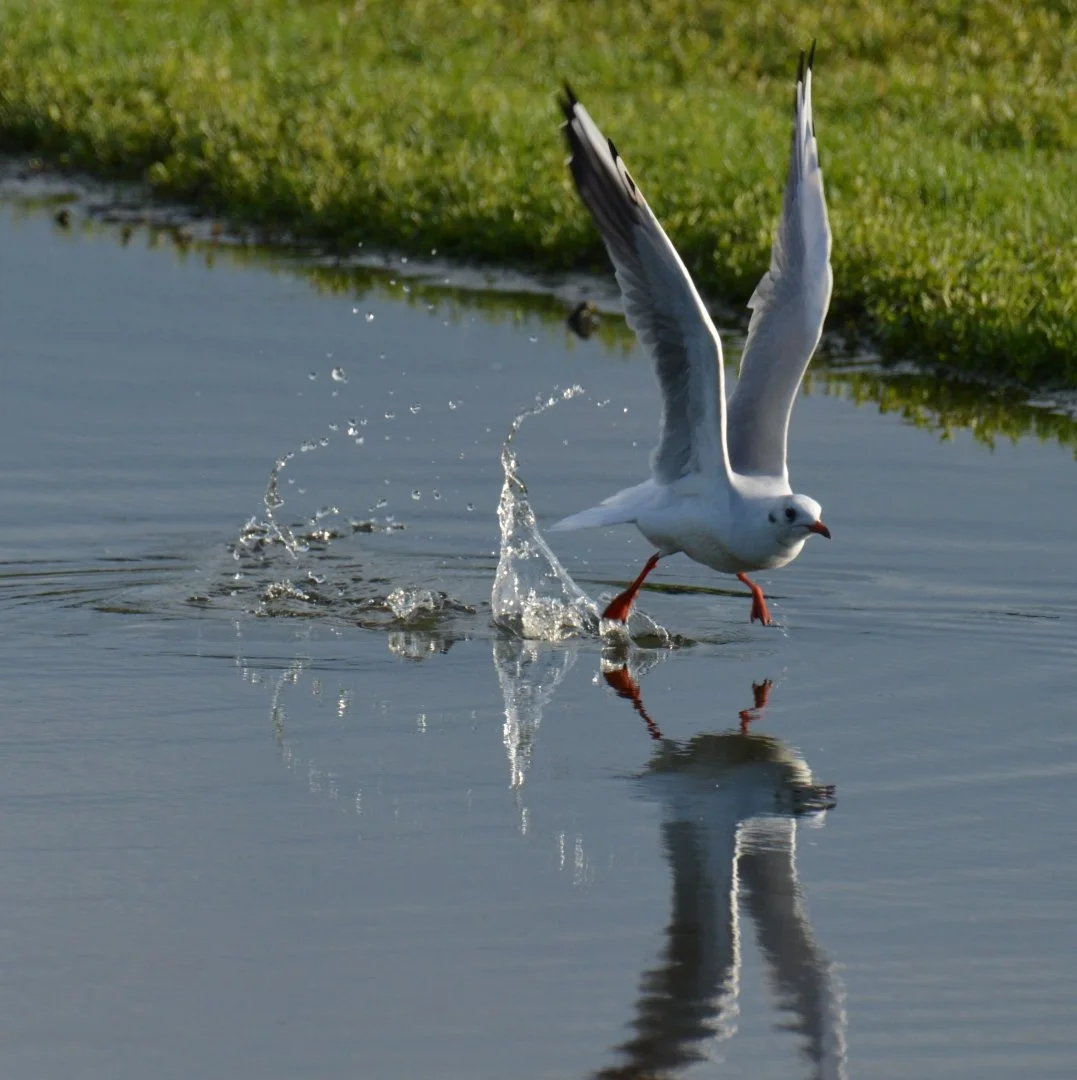 Mouette_Rieuse-en-Rase-Motte.JPG