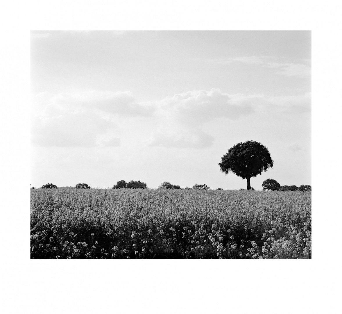 Colza-en-floraison.jpg