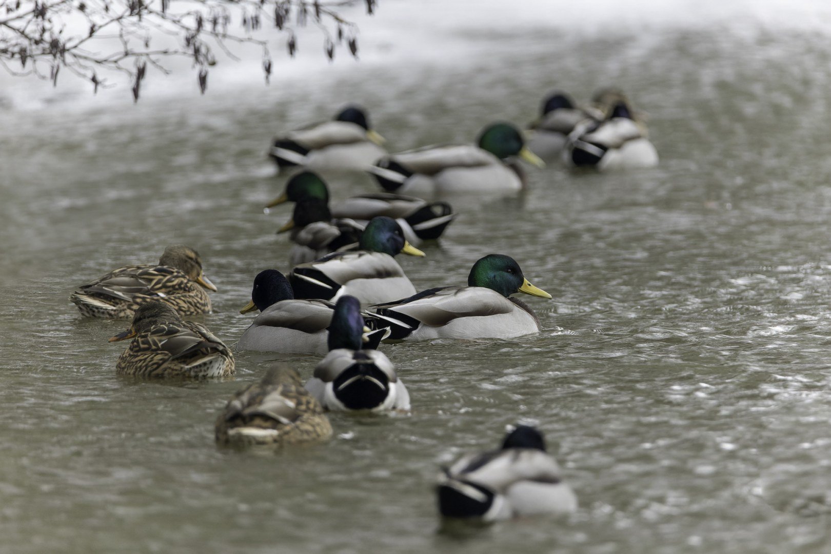 colvert.jpg