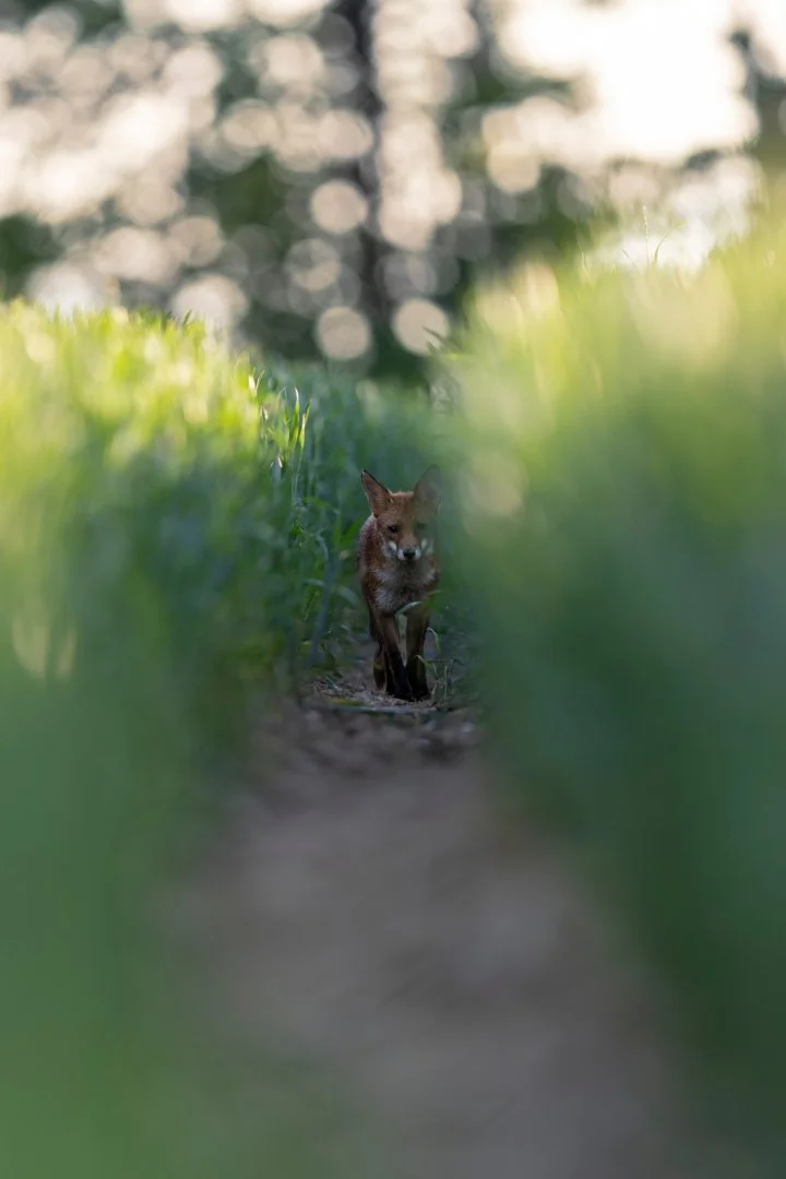 RG_0525_Renard01.jpg