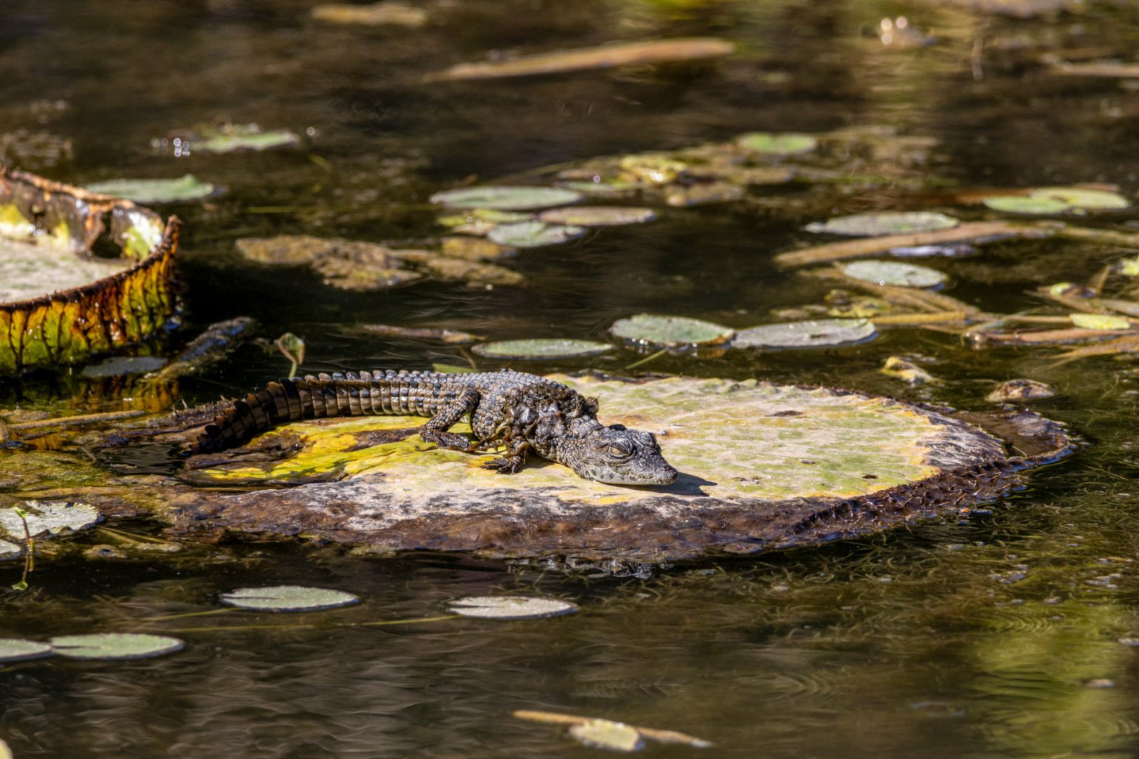 CB1023-Bebe-crocodile.jpg