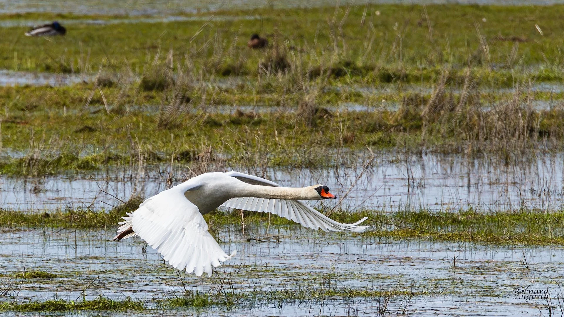 03-26-BA 11  - Décollage bis d'un cygne.jpg