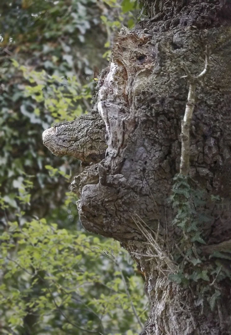 Tete-de-bois.jpg