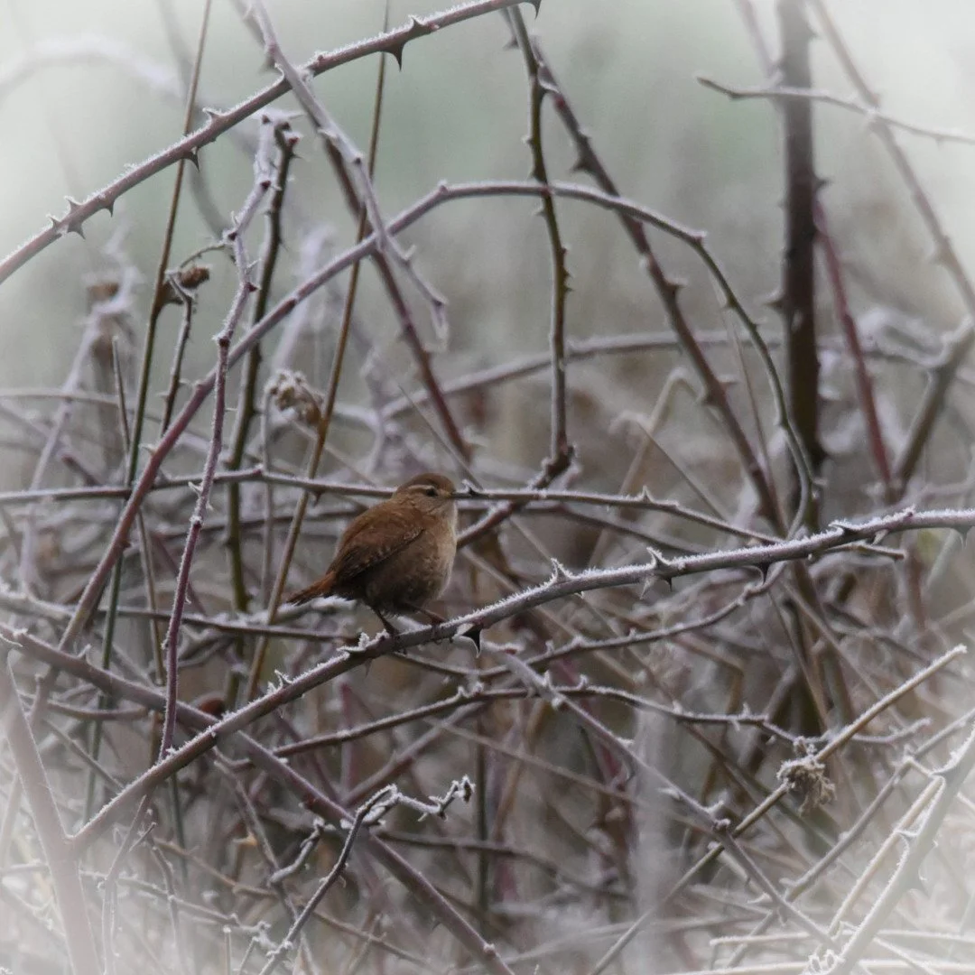 HM-Troglodyte-mignon-a-verifier-DSC_2964_1.jpg