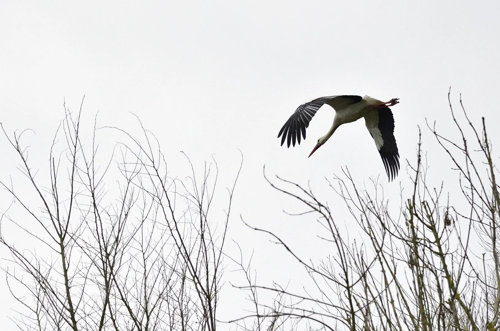 DSC1329-R.P.2021.03.jpg